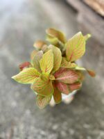 Zdjęcie rosliny doniczkowej Fittonia albivenis Skeleton, ujęcie 1