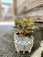 Zdjęcie rosliny doniczkowej Fittonia albivenis Skeleton, ujęcie 2
