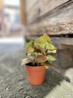 Zdjęcie rosliny doniczkowej Fittonia albivenis Skeleton, ujęcie 3