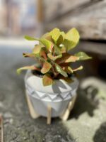 Zdjęcie rosliny doniczkowej Fittonia albivenis Skeleton, ujęcie 4