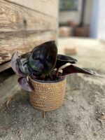 Zdjęcie rosliny doniczkowej Geogenanthus ciliatus Midnight Pearl, ujęcie 2