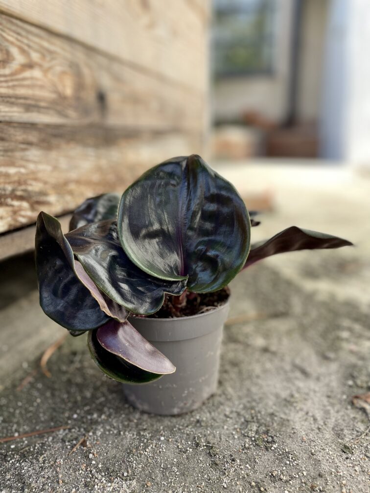 Zdjęcie rosliny doniczkowej Geogenanthus ciliatus Midnight Pearl, ujęcie 4