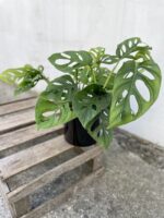 Zdjęcie rosliny doniczkowej Monstera Esqueleto, ujęcie 1