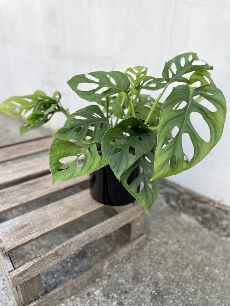 Zdjęcie rosliny doniczkowej Monstera Esqueleto, ujęcie 1