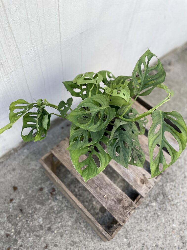 Zdjęcie rosliny doniczkowej Monstera Esqueleto, ujęcie 2