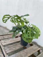 Zdjęcie rosliny doniczkowej Monstera Esqueleto, ujęcie 3