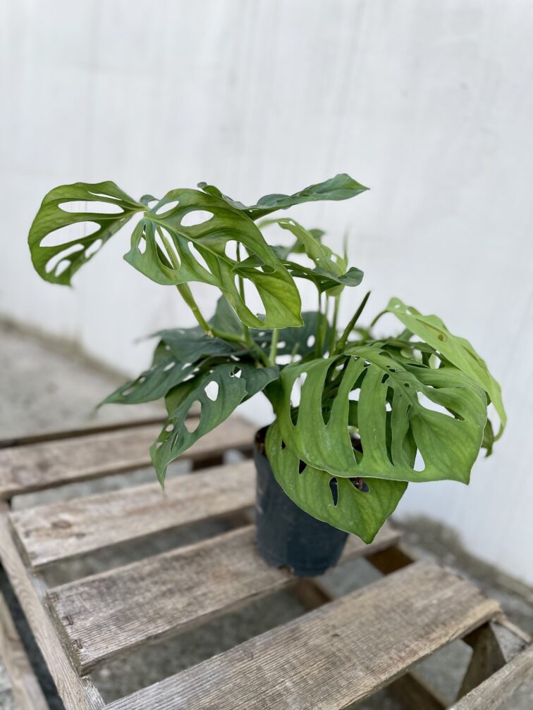 Zdjęcie rosliny doniczkowej Monstera Esqueleto, ujęcie 3