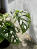 Zdjęcie rosliny doniczkowej Monstera Esqueleto, ujęcie 4