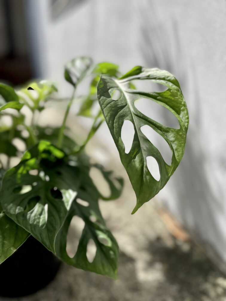 Zdjęcie rosliny doniczkowej Monstera Esqueleto, ujęcie 4