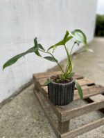 Zdjęcie doniczki lub oslonki: Osłonka Titan 12 × 13 cm, ujęcie 2