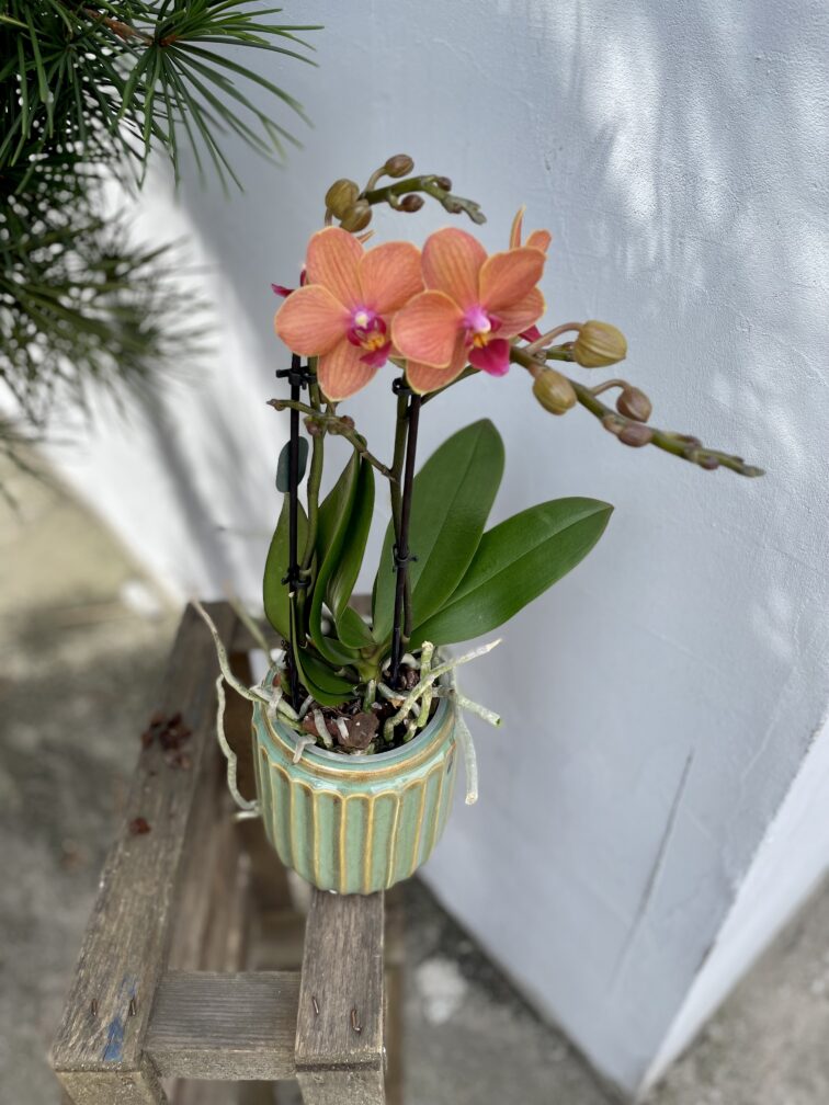 phalaenopsis-bolzano_12x50-1_1692964418.jpg Zdjęcie rosliny doniczkowej Phalaenopsis Bolzano, ujęcie 1