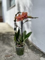 Zdjęcie rosliny doniczkowej Phalaenopsis Bolzano, ujęcie 3