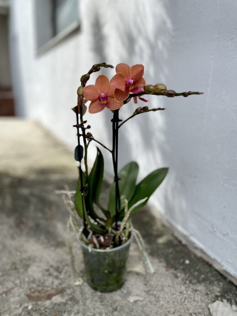 Zdjęcie rosliny doniczkowej Phalaenopsis Bolzano, ujęcie 3