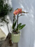 Zdjęcie rosliny doniczkowej Phalaenopsis Bolzano, ujęcie 4