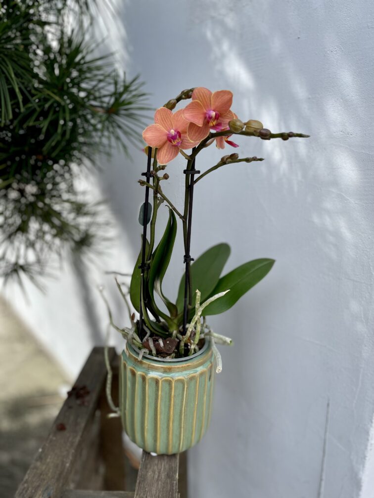 Zdjęcie rosliny doniczkowej Phalaenopsis Bolzano, ujęcie 4