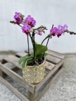 Zdjęcie rosliny doniczkowej Phalaenopsis Dazzling Dreamer, ujęcie 1
