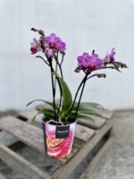 Zdjęcie rosliny doniczkowej Phalaenopsis Dazzling Dreamer, ujęcie 3