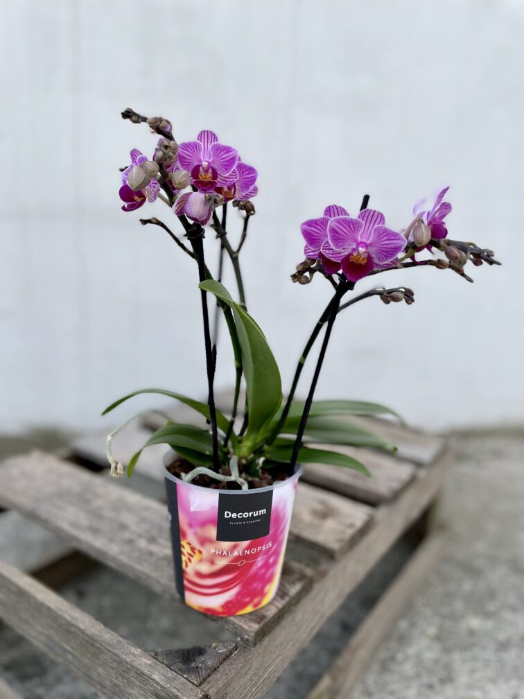 Zdjęcie rosliny doniczkowej Phalaenopsis Dazzling Dreamer, ujęcie 3