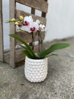 Zdjęcie rosliny doniczkowej Phalaenopsis Denver (Storczyk), ujęcie 1