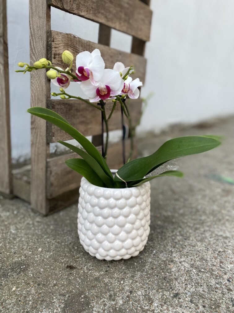 Zdjęcie rosliny doniczkowej Phalaenopsis Denver (Storczyk), ujęcie 1