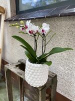 Zdjęcie rosliny doniczkowej Phalaenopsis Denver (Storczyk), ujęcie 2