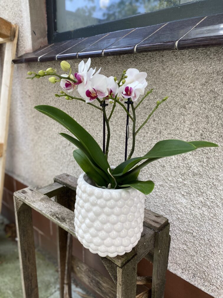 Zdjęcie rosliny doniczkowej Phalaenopsis Denver (Storczyk), ujęcie 2