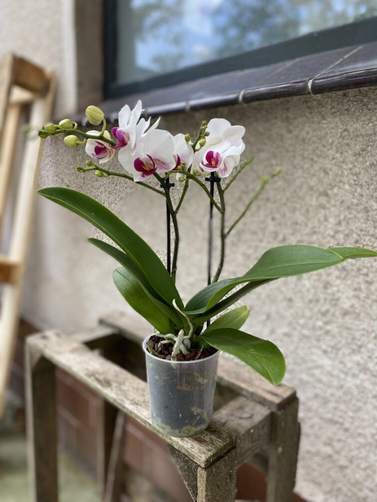 Zdjęcie rosliny doniczkowej Phalaenopsis Denver (Storczyk), ujęcie 3