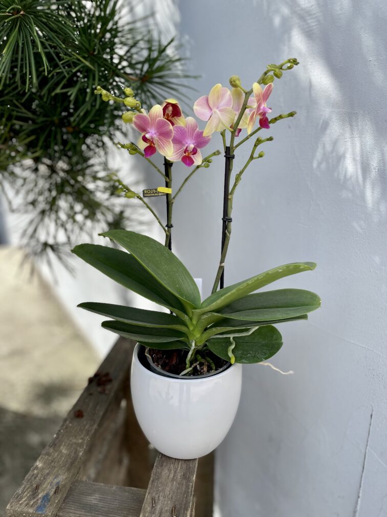 phalaenopsis-optimost-summer-song_12x45-1_1692964342.jpg Zdjęcie rosliny doniczkowej Phalaenopsis Optimost Summer song, ujęcie 1