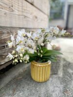 Zdjęcie rosliny doniczkowej Phalaenopsis Soft Cloud, ujęcie 1