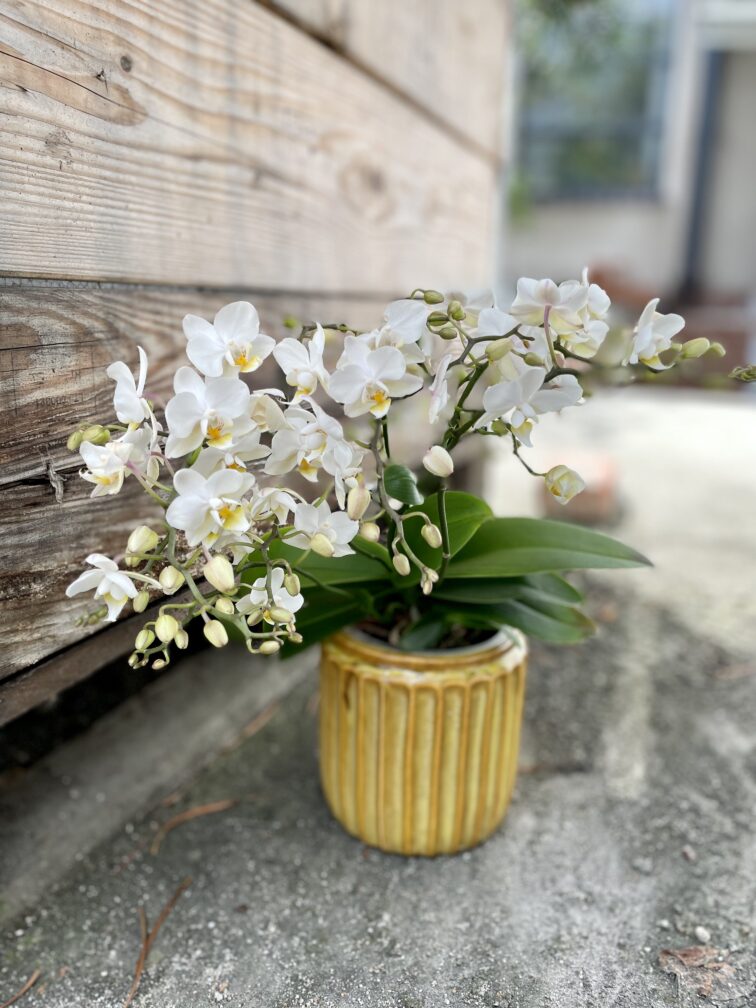 phalaenopsis-soft-cloud_12x50-1_1692964605.jpg Zdjęcie rosliny doniczkowej Phalaenopsis Soft Cloud, ujęcie 1