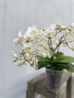 Zdjęcie rosliny doniczkowej Phalaenopsis Soft Cloud, ujęcie 2