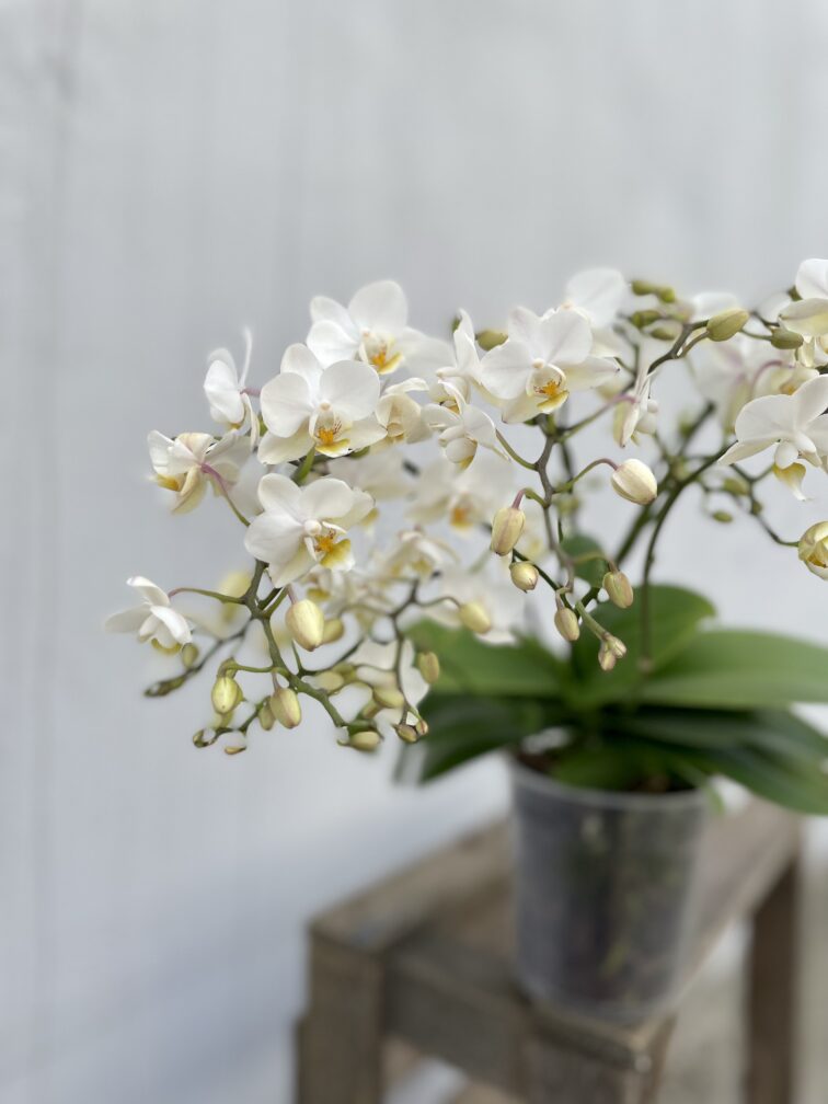 Zdjęcie rosliny doniczkowej Phalaenopsis Soft Cloud, ujęcie 2