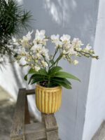 Zdjęcie rosliny doniczkowej Phalaenopsis Soft Cloud, ujęcie 3