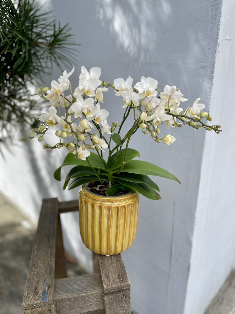 Zdjęcie rosliny doniczkowej Phalaenopsis Soft Cloud, ujęcie 3