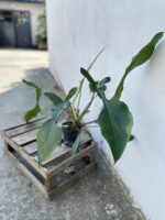 Zdjęcie rosliny doniczkowej Philodendron Joepii, ujęcie 1