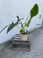 Zdjęcie rosliny doniczkowej Philodendron Joepii, ujęcie 2
