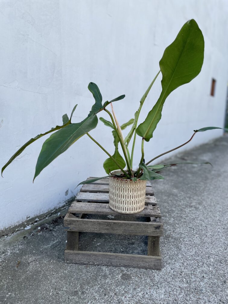 Zdjęcie rosliny doniczkowej Philodendron Joepii, ujęcie 2