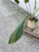 Zdjęcie rosliny doniczkowej Philodendron Joepii, ujęcie 4