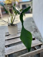 Zdjęcie rosliny doniczkowej Philodendron Joepii, ujęcie 5