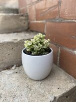Zdjęcie rosliny doniczkowej Saintpaulia Snowdrop, ujęcie 1