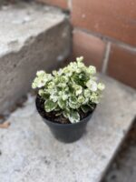Zdjęcie rosliny doniczkowej Saintpaulia Snowdrop, ujęcie 3