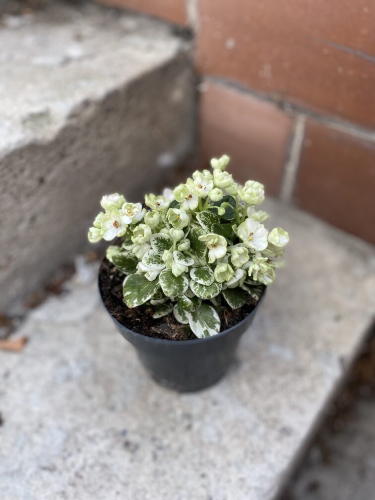 Zdjęcie rosliny doniczkowej Saintpaulia Snowdrop, ujęcie 3