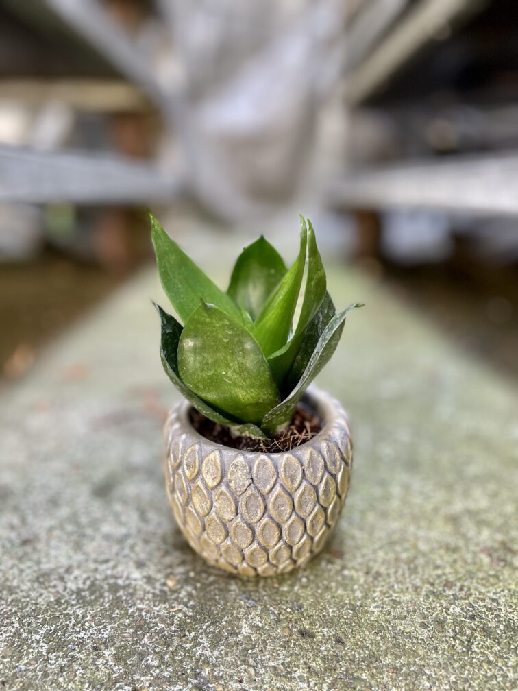 sansevieria-hahnii-black_6x12-1_1692963974.jpg Zdjęcie rosliny doniczkowej Sansevieria Hahnii Black, ujęcie 1