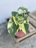 Zdjęcie rosliny doniczkowej Syngonium aureum, ujęcie 2