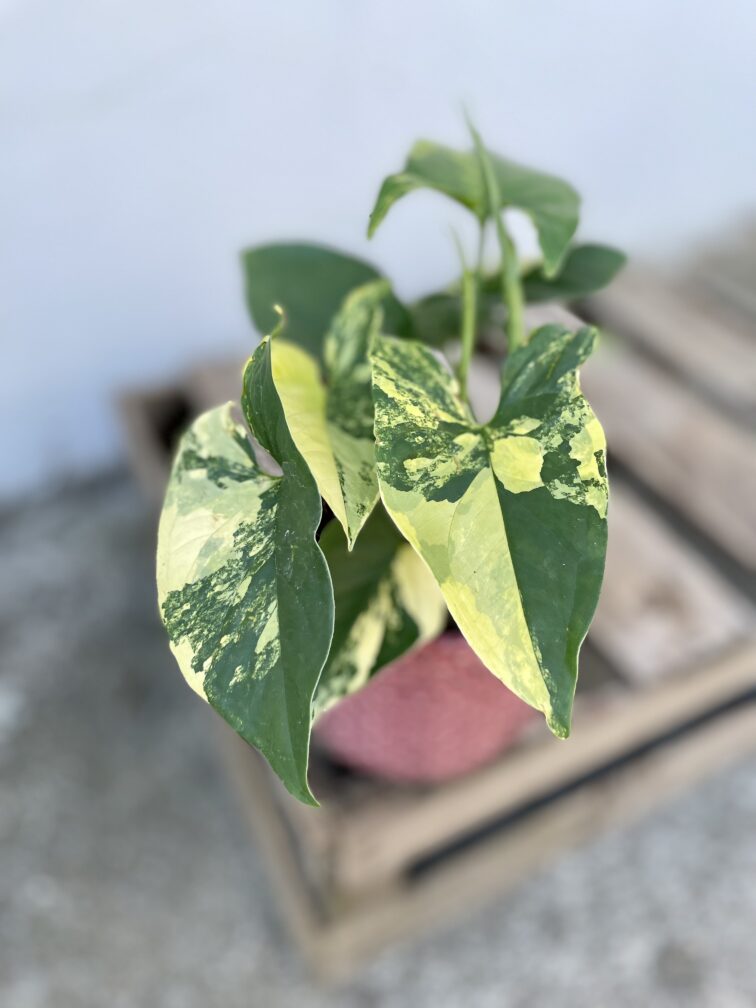 Zdjęcie rosliny doniczkowej Syngonium aureum, ujęcie 2