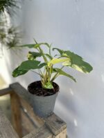 Zdjęcie rosliny doniczkowej Syngonium aureum, ujęcie 3
