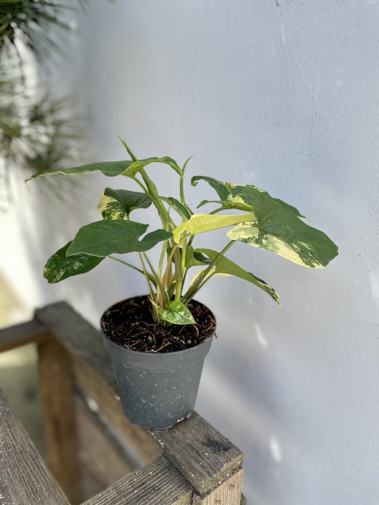 Zdjęcie rosliny doniczkowej Syngonium aureum, ujęcie 3