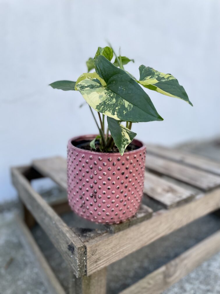 Zdjęcie rosliny doniczkowej Syngonium aureum, ujęcie 4