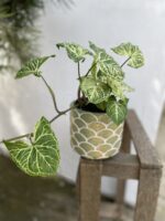 Zdjęcie rosliny doniczkowej Syngonium Batik, ujęcie 1