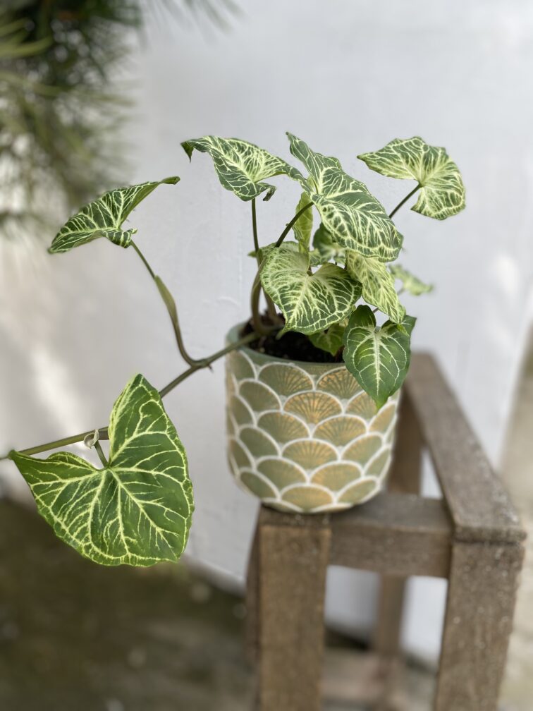 syngonium-batik_12x35-1_1692355581.jpg Zdjęcie rosliny doniczkowej Syngonium Batik, ujęcie 1